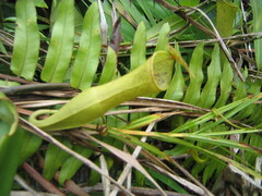 Nepenthes gracilis