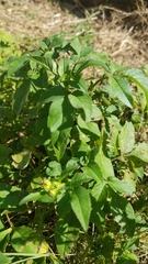 Bidens alba