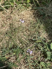 Verbena xutha