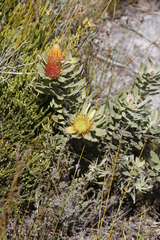 Leucospermum oleifolium