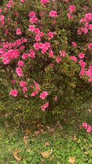 Rhododendron indicum