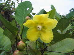 Dillenia suffruticosa