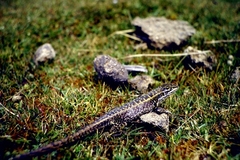 Stenocercus guentheri