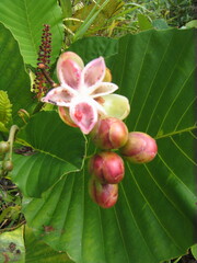 Dillenia suffruticosa