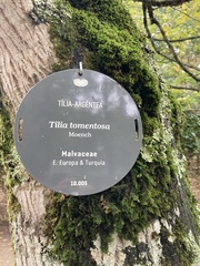 Tilia tomentosa