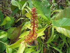 Nepenthes gracilis