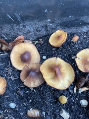 Pholiotina rugosa