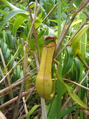 Nepenthes gracilis