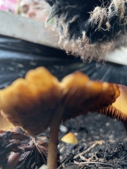 Pholiotina rugosa