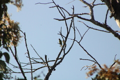 Eupsittula canicularis