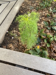 Cosmos sulphureus