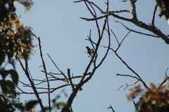 Eupsittula canicularis