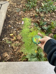 Cosmos sulphureus