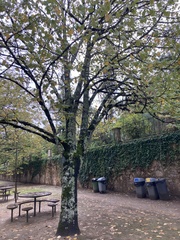 Tilia tomentosa