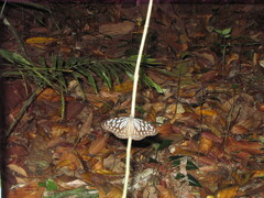 Ideopsis vulgaris
