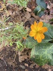 Cosmos sulphureus