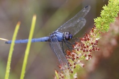 Trithemis dorsalis