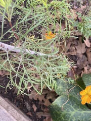 Cosmos sulphureus
