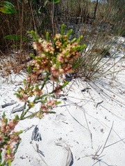 Passerina corymbosa