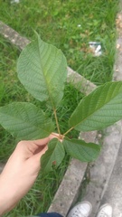 Handroanthus chrysanthus