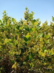 Searsia laevigata