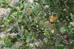 Robsonodendron maritimum
