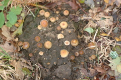 Deconica coprophila