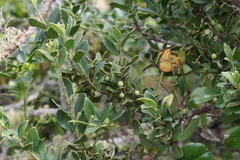 Robsonodendron maritimum