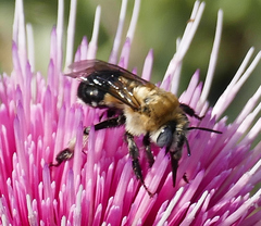 Anthophora montana