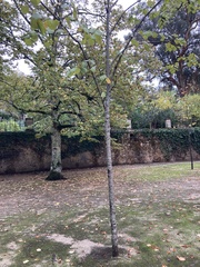 Tilia
