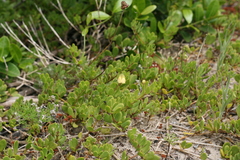 Roepera maritima