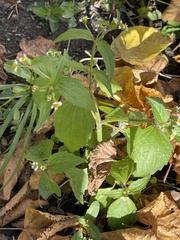 Galinsoga quadriradiata
