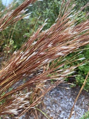 Andropogon floridanus