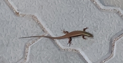 Eutropis carinata