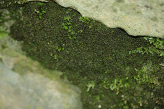 Zygodon viridissimus