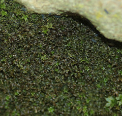 Zygodon viridissimus