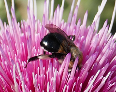 Anthophora montana