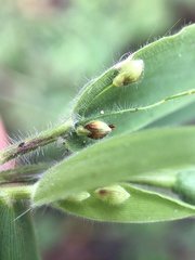 Dichanthelium