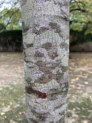 Tilia