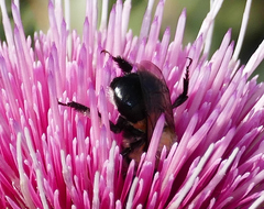 Anthophora montana