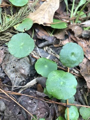 Hydrocotyle umbellata