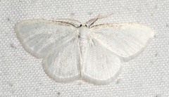 Cabera variolaria