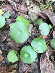 Hydrocotyle umbellata