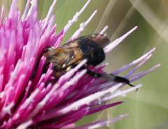 Anthophora montana