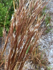 Andropogon floridanus