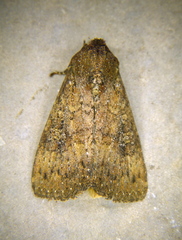 Condica sutor