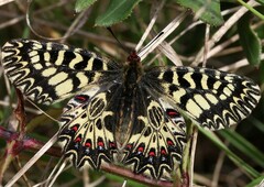 Zerynthia polyxena