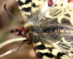 Zerynthia polyxena