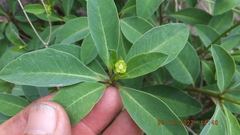 Euphorbia transvaalensis