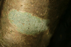 Pertusaria leioplaca